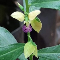 <i>Polygala javana</i>  DC.